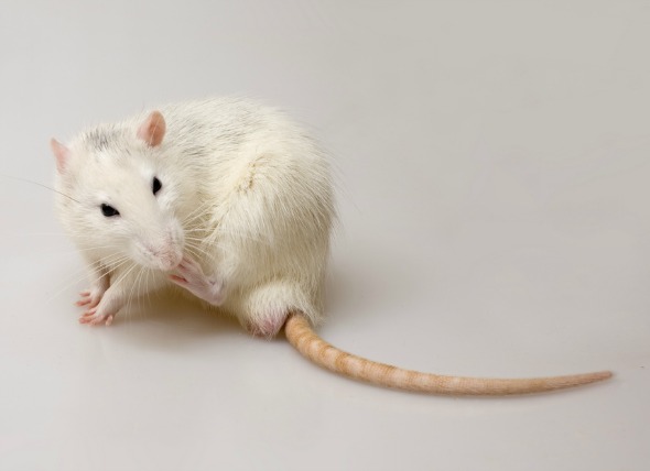 health guide rat pododermatitis
